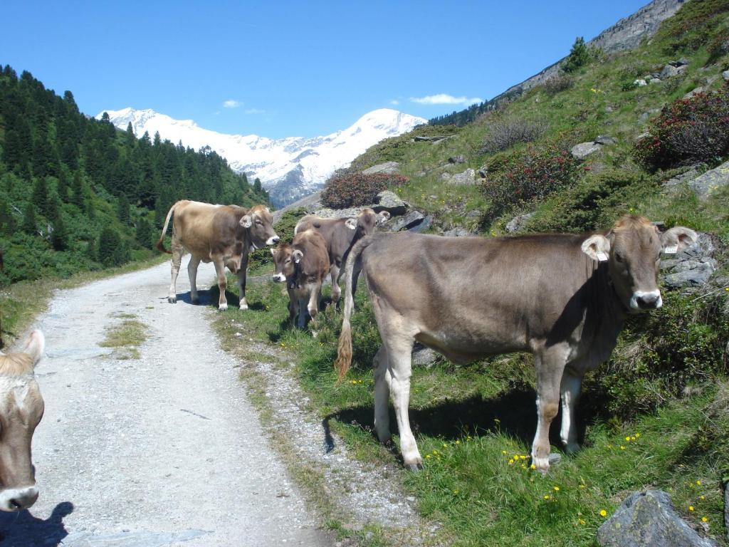 Gastehaus Rieser Hotel Ried im Zillertal Eksteriør billede